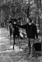 Hmm, lille er den jo ikke - elg-kalven