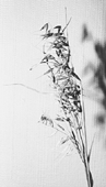 Flyvehavre