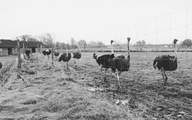 Strudsene har et stort indhegnet areal at boltre sig på hos Jørgen Friis i Karlby