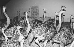 25 strudse-kyllinger af egen avl er hvad strudsefarmen i Karlby råder over p.t