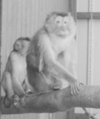 Dyrenes Grd i Balle bnede Bededag. Her ses to af de nye aber. Der er tale om svinehaleaber, som er hentet hjem fra en tysk zoologisk have
