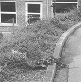 Og her har vi s den gte vare: En andemor med sine nyudklkkede llinger. Om de ogs agter at deltage i andevddelbet vides ikke for nrvrende