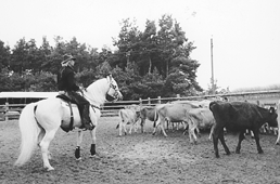 Det kan nvnes, at klubben p Djursland har rdighed over 31 kalve, som bruges ved trning p ridebanen ved Hytten 3 i Fjellerup