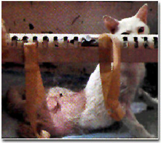 Katte-i-forsoeg.jpg (24067 bytes)