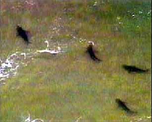 Hajer fotograferet ved New Smyrna Beach sidste uge. AP.JPG (13024 bytes)