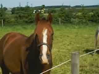 bager1.jpg (5568 bytes)